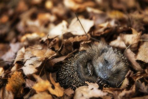 27 Photos Of Sleeping Animals Because We've All Had A Long And Exhausting Week