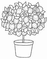 Lemon Tree Colouring Pages  Gerald Johnsons Coloring sketch template