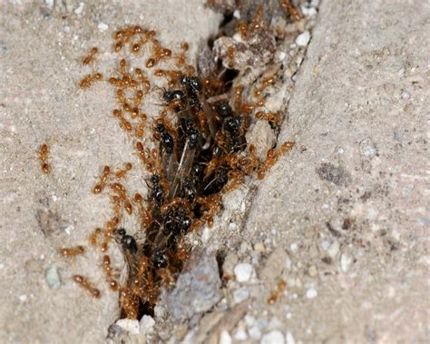 Termites vs. Ants: How to Tell Which Are in Your Home