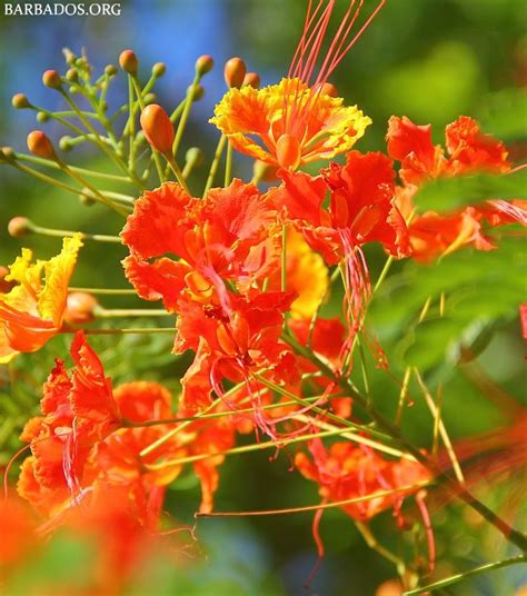 Stunning Pride of Barbados Flower