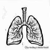 Lungs Coloring Pages  Free & Printable sketch template