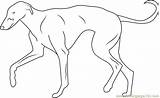 Greyhound Coloring Page  Free Dog Pages ColoringPages101com sketch template