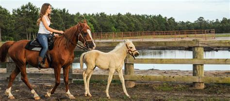 Horseback Riding Near Wilmington NC - Desperado Horse Farm