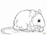 Mouse coloring Page  Free Printable Coloring Pages sketch template