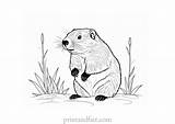 Free Printable Groundhog Coloring Page For Kids sketch template