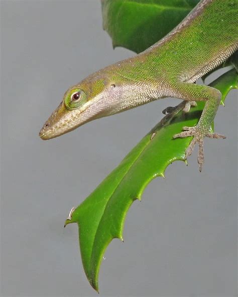 Green anole in holly | Georgia yard View Large Winner, Beaut… | Flickr