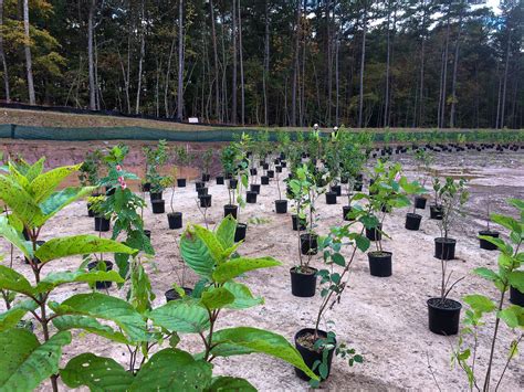 11,000 Aquatic Plants Installed in Durham Stormwater Wetland! | Aquatic plants, Plants, Stormwater