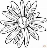 Printable Daisy Coloring Pages sketch template