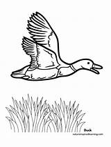 Free Printable Coloring Pages Of Ducks  Printables Hub sketch template