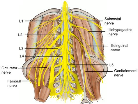 Section 1, Chapter 3: Anatomy of the Lumbar Nerves : Wheeless' Textbook of Orthopaedics