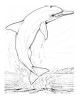 Dolphins coloring Pages  Free Coloring sketch template