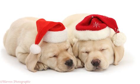 Dogs: Sleeping Yellow Labrador pups wearing Santa hats photo WP29726