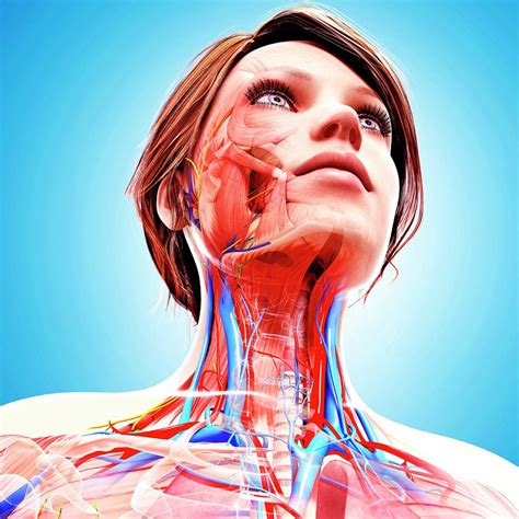 Female Anatomy Photograph by Pixologicstudio/science Photo Library - Pixels