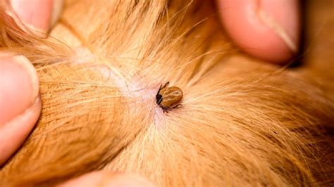 Lyme Disease in Dogs: Symptoms, Treatment, and Prevention