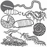 Millipede Coloring Pages sketch template