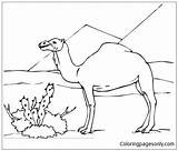 Camel In Desert Coloring Page  Free Printable Pages sketch template