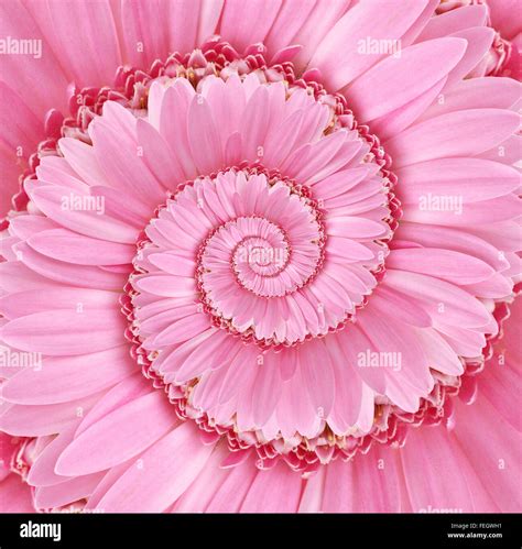 Digital Art Gerbera Flower Spiral Background Texture Stock Photo - Alamy