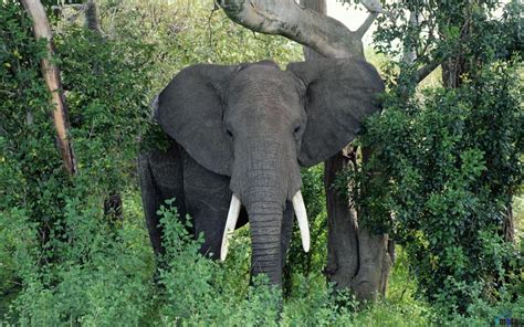 Download Jungle Animals Elephants African Elephant Bull Trees - Elephant In Forest Hd On Itl.cat