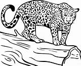 Jaguar Coloring Pages PDF Free For Children  Coloringfoldercom sketch template