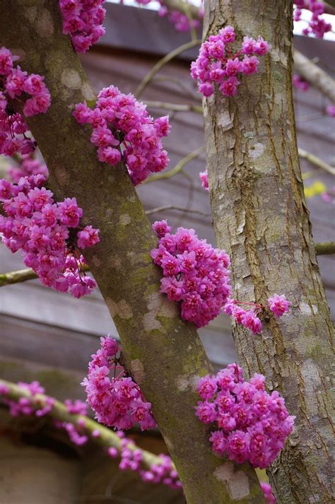 Cercis canadensis 'Flame' | Cercis canadensis, Nature photography flowers, Blossom trees