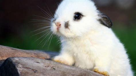 Cute Bunny Wallpapers - Top Free Cute Bunny Backgrounds - WallpaperAccess