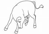 Bull Coloring Pages  Best For Kids sketch template