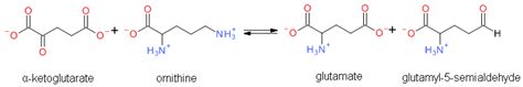 Biology | Free Full-Text | Ornithine Aminotransferase, an Important Glutamate-Metabolizing ...