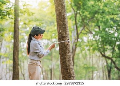 Protect Deforestation Pollution Climate Change Concept Stock Photo 2283892315 | Shutterstock