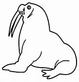 A Walrus Coloring Page  Free Printable Pages For Kids sketch template