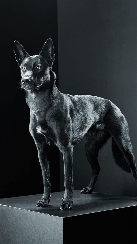 Black Dog, Breed, Dog HD phone wallpaper | Pxfuel