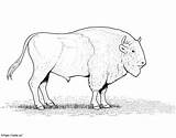 American Bison 2 coloring Page sketch template