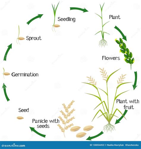 Rice Growth And Development Stages