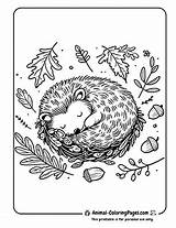 🦔 Hedgehog Coloring Pages Free Prickly Fun sketch template