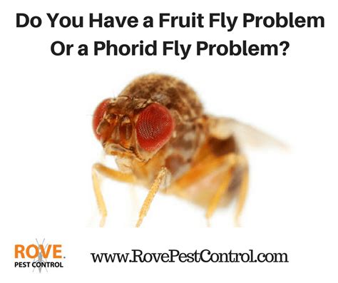 Do you have a Fruit Fly or Phorid Fly problem? - Rove Pest Control