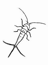 Silverfish coloring Page  Free Printable Coloring Pages sketch template