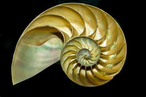 Golden Ratio: This is a photo that is one of the most typical yet my favorite representation of ...