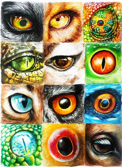 Animal Eyes by Cortoony on DeviantArt