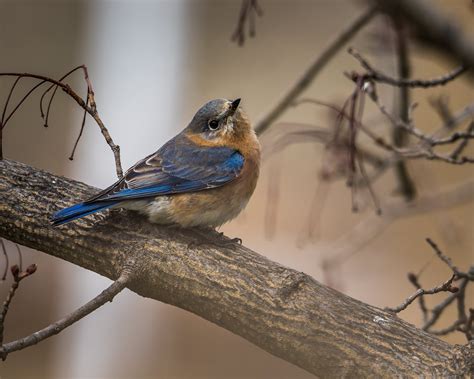 Green Bird · Free Stock Photo