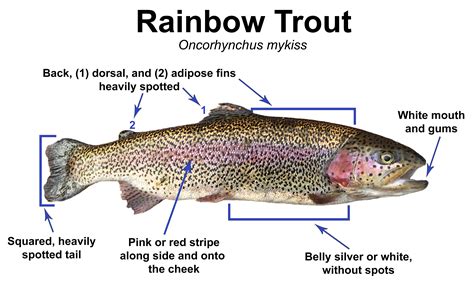 The Inside Of A Trout Diagram