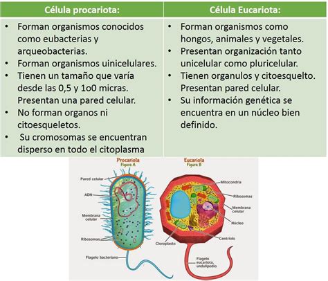 Cuadro Comparativo Entre Celula Animal Y Vegetal Diferencias Y ...