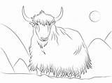 Yak Coloring Pages  Cool sketch template