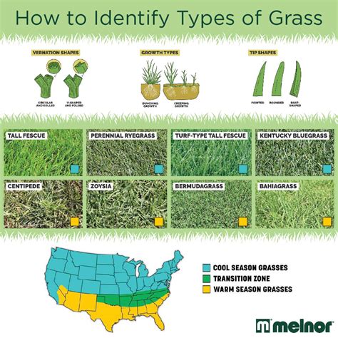 Types of Grass – Melnor, Inc.