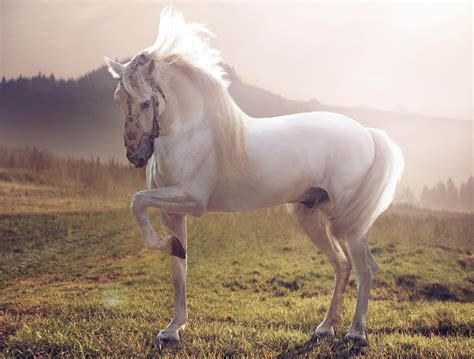 horse, White, Stallion Wallpapers HD / Desktop and Mobile Backgrounds