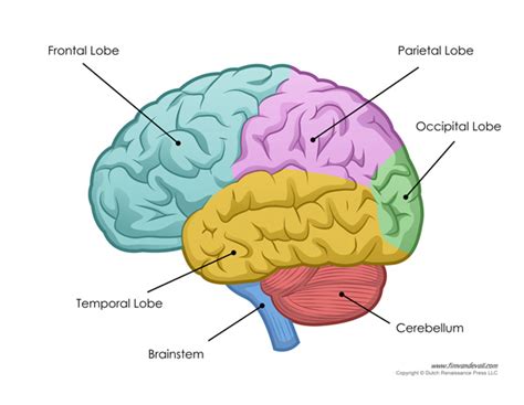 Tim van de Vall — Human Brain Diagram - Labeled, Unlabled, and Blank