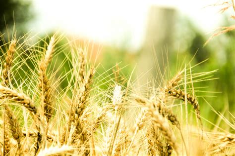 Wheat Ears Free Stock Photo - Public Domain Pictures