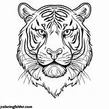 Tiger Face Coloring Pages With Downloadable PDF  Coloringfoldercom sketch template