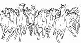 Herd Of Horses Coloring Page sketch template