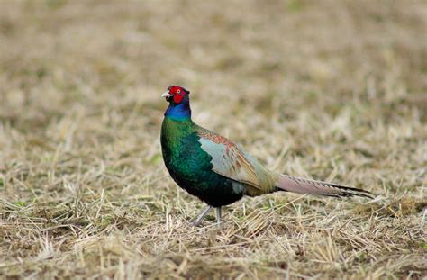 Green Pheasant: National Bird of Japan | Interesting Facts About Green Pheasant