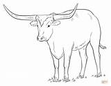 Texas Longhorn coloring Page  Free Printable Coloring Pages sketch template
