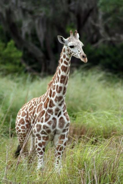 Baby Reticulated Giraffe on Animal Kingdom Safari | Flickr - Photo Sharing!